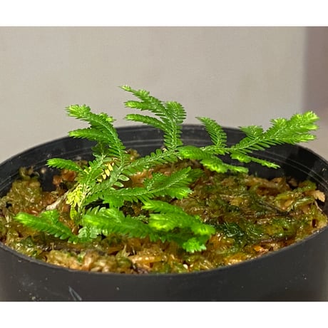 Selaginella biformis [STRINGE PLANTS]