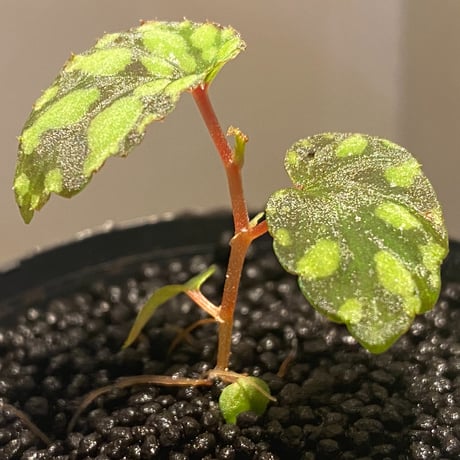 Begonia chlorosticta (Green) from Borneo Sarawak