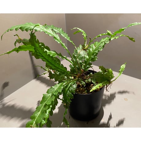 Microsorum sp. Short Dragon Tail