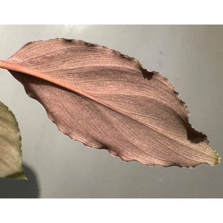 Homalomena sp. "Platinum Velvet" from Kepulauan Riau [KN] ①