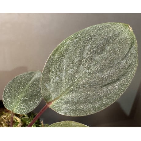 Homalomena sp. from Tawau [TK071116-1]