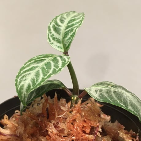 Acanthaceae gen. from Selangor alt 400 [TK050315]