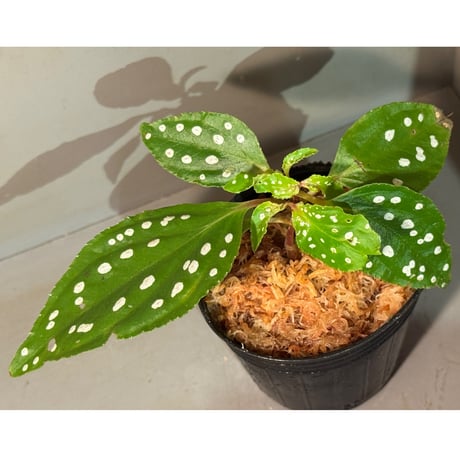 ソネリラ | STORES