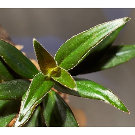 Columnea cf. crassifolia from Colombia [LA0316-03-f1]