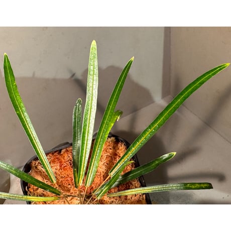 Codiaeum peltatum ニューカレドニア 中央山脈 標高600m付近 [KSB]