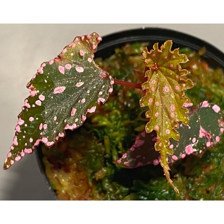 Begonia gracilicyma from Sumatera Barat [TB]