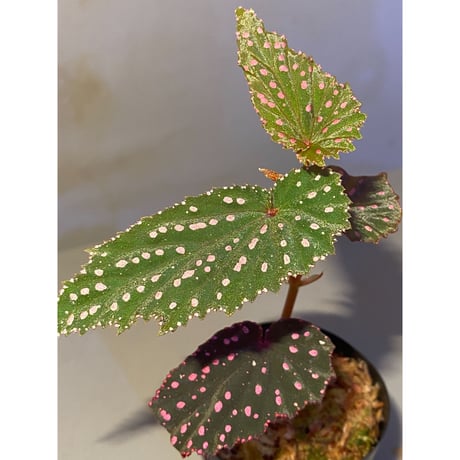 Begonia gracilicyma from Sumatera Barat [TB]