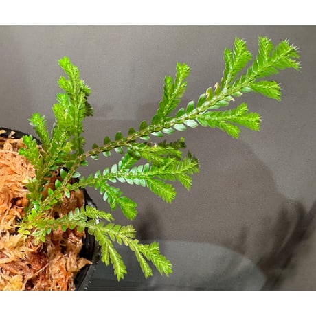 Selaginella sp. from Prachuap Khiri Khan Thailand