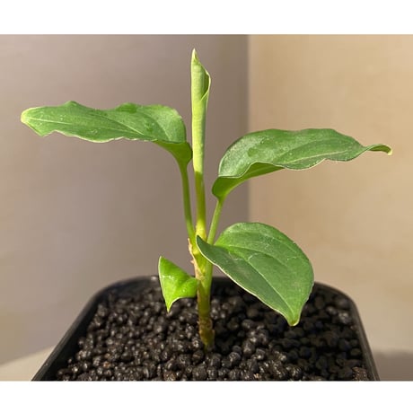Aglaonema pictum 白モザイク CW1302 西スマトラ [TB]