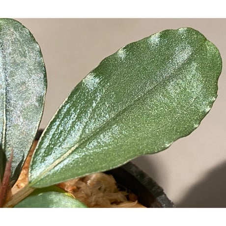 Bucephalandra sp. "Kayulapis3" Kalimantan barat [TB] ②