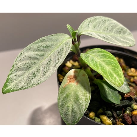 Acanthaceae gen. from Selangor alt 400 [TK050315]