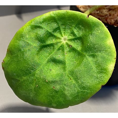 Begonia kingiana from Jerantut [TK170717]