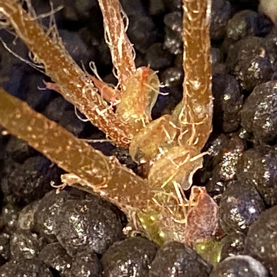 61cea173e85926550c230cc6
