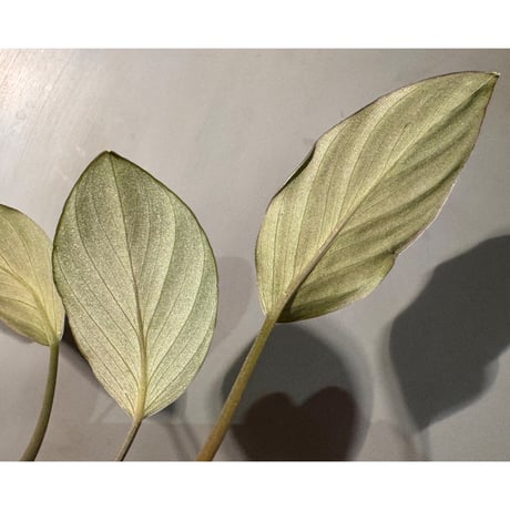Homalomena sp. "Black" from Java
