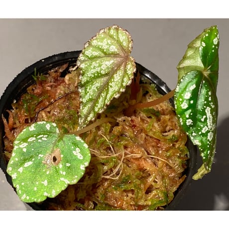 Begonia handelii var. prostrata from Viet Nam
