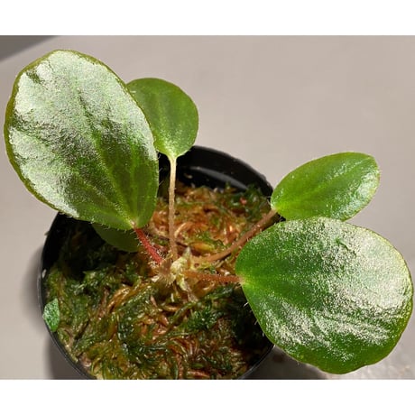 Begonia blancii