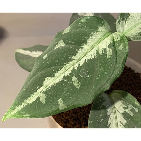 Aglaonema pictum "しるば〜らいん" from Aceh sumatera [LA0217-04]