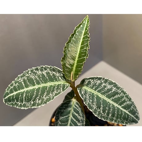 Ardisia sp. from Sumatera barat [TB]