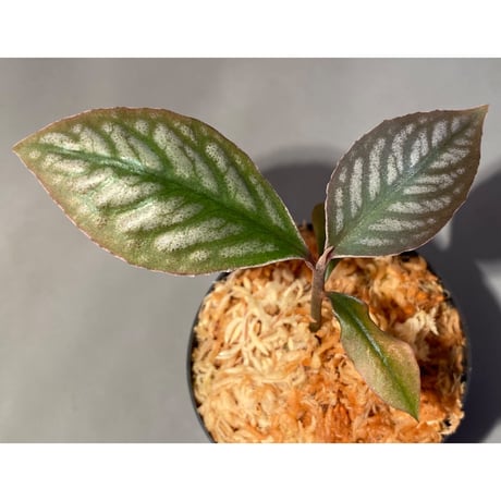 Ardisia sp. from Aceh sumatera [LA]