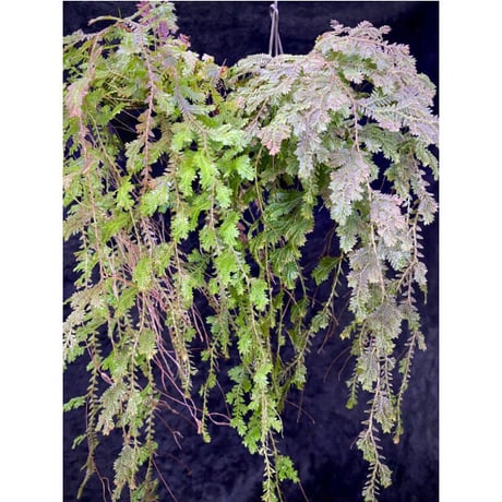 Selaginella sp. from Iquitos Peru [tanakay]
