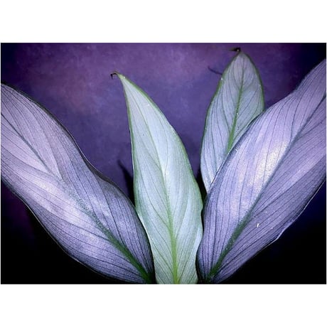 Homalomena sp. White leaf from "Pendang" Kal tengah [TB]