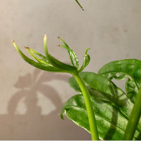Anthurium polyschistum from Napo Ecuador [tanakay]