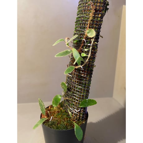 Pyrrosia nummularifolia from Santa Fe Luzon Philippines [KSB]