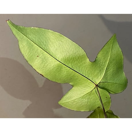 Hemionitis arifolia from Prachuap Khiri Khan Thailand