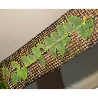 Unknown from Landak Kalimantan barat