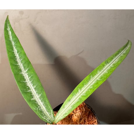Labisia sp. from "Lebong" Bengkulu [TB]