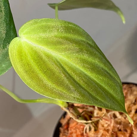 Philodendron melanochrysum ②