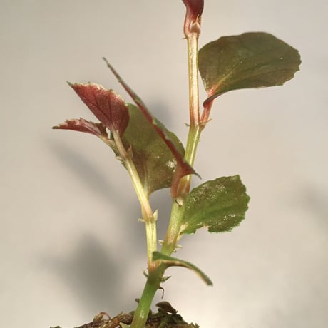 Begonia sp. from Julau [R1214-01b] RIO