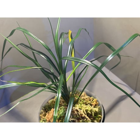 (大株) Mapania sp. from "Nanga pinoh" Melawi Kalimantan barat [TB]