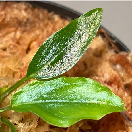 Homalomena sp. "Euclase" from Riau sumatera [LA0518-02]