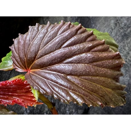 Begonia sp. from Kapuas hulu