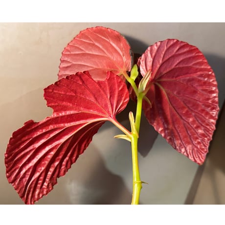 (大株) Begonia sp. from Kapuas hulu ②