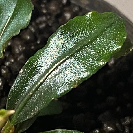 Bucephalandra sp. "MEDUSA"