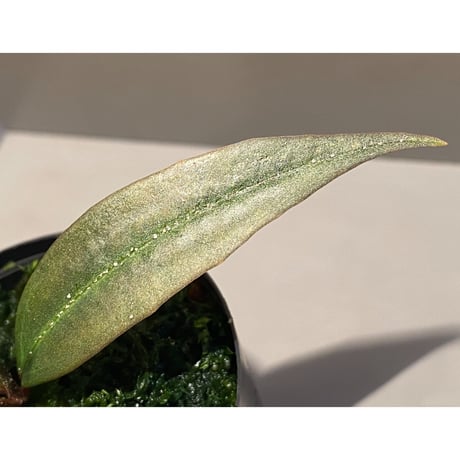 Medinilla sp. from Bukidnon 1.300m Mindanao Philippines