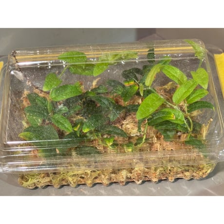 Ficus sp. "Sanggau" Kalimantan barat [TB]
