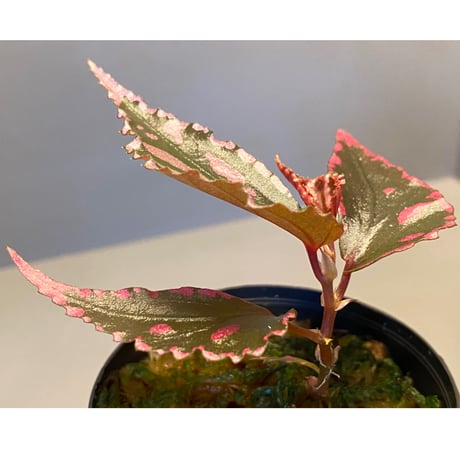 Begonia sp. ぼっち株 from Julau [R1214-01b]