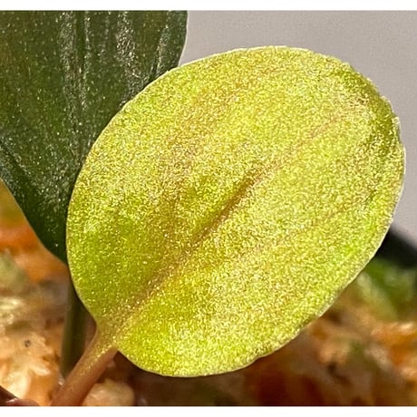 Homalomena sp. from Solok sumatera [LA0315-2]