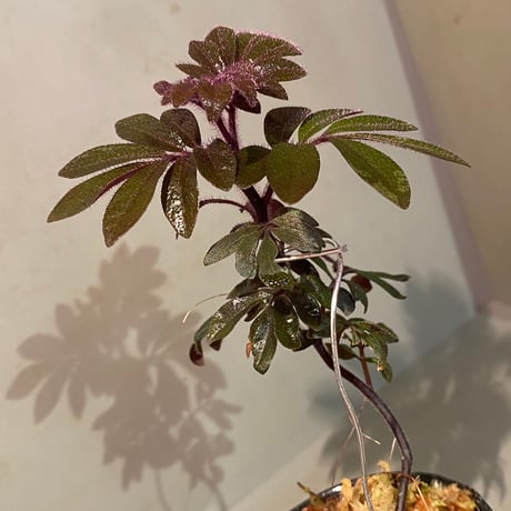Solanum uleanum