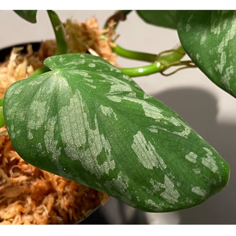 Philodendron sp. from Colombia [tanakay]