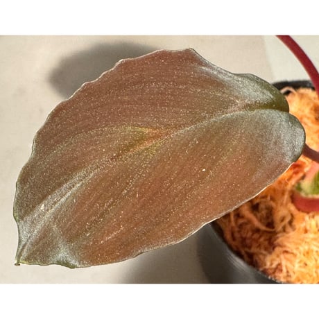 Homalomena sp. from Bengkayang West Kalimantan ①