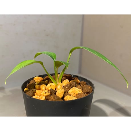 Homalomena sp. from Kuala Balah [TK270316]
