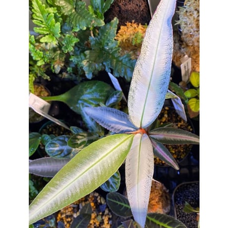 Labisia sp. from Kapuas hulu Kalimantan barat