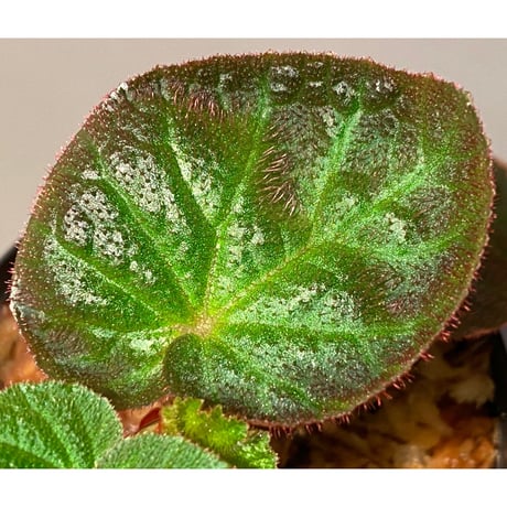 Begonia sp. from Manaus