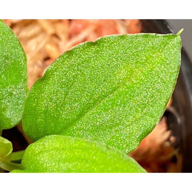 Homalomena sp.“Ngabang” Landak 【TB2401】 Homalomena sp.“Ngabang” Landak 【TB2401】