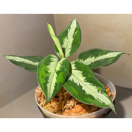 Aglaonema pictum "マルチカラー白玉" D.F.S from Sumatera barat [AZ0912-1]