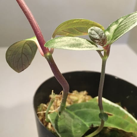 Cosmianthemum bullatum [LA0515-02]